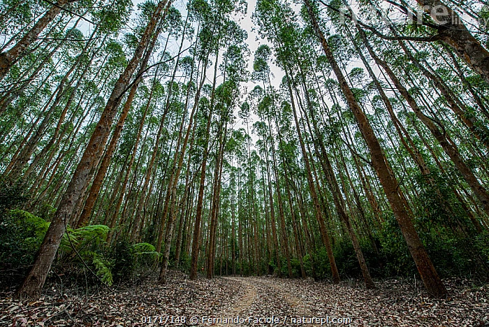 Ativos florestais no Brasil