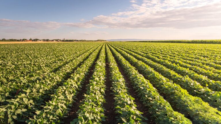 Disputa por terras: Justiça decide caso de 40 anos no Mato Grosso